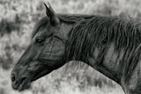 Watchful Dream by Nathan Larson. SKU 99204i. Archival Giclee Fine art print for wall decor.