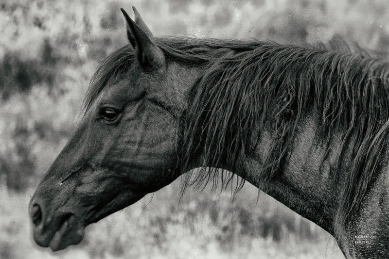 Watchful Dream by Nathan Larson. SKU 99204i. Archival Giclee Fine art print for wall decor.