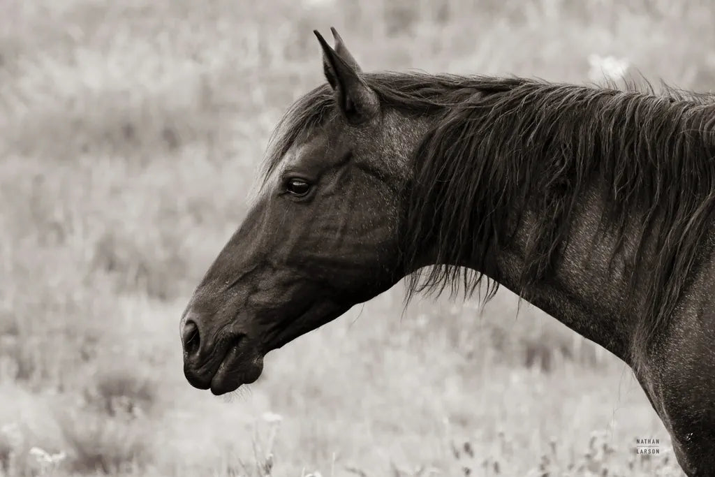 Watchful Sepia by Nathan Larson. SKU 99202i. Archival Giclee Fine art print for wall decor.