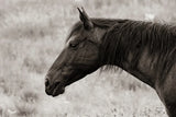 Watchful Sepia by Nathan Larson. SKU 99202i. Archival Giclee Fine art print for wall decor.