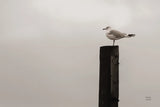 Watching the rain Fall by Nathan Larson. SKU 97448i. Archival Giclee Fine art print for wall decor.