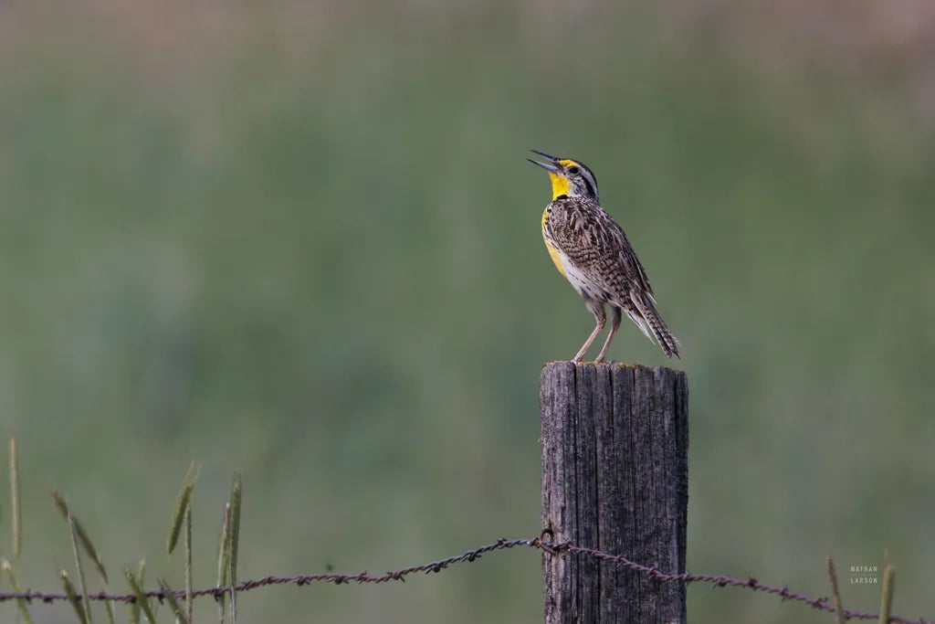 Western Meadowlark by Nathan Larson. SKU 92575i. Archival Giclee Fine art print for wall decor.