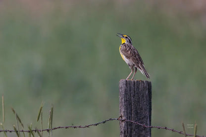 Western Meadowlark by Nathan Larson. SKU 92575i. Archival Giclee Fine art print for wall decor.
