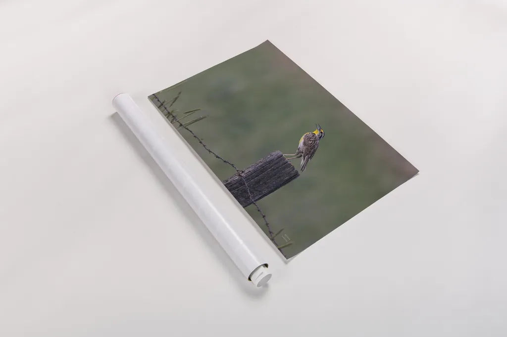 Western Meadowlark by Nathan Larson. shown as a rolled paper print. Available as archival giclee rolled canvas, fine art paper, or poster print. SKU 92575i.