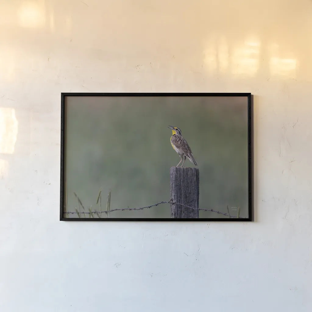 Western Meadowlark by Nathan Larson. shown as a paper print in a black flame. Available as a archival giclee rolled canvas, fine art paper, or poster print. SKU 92575i.