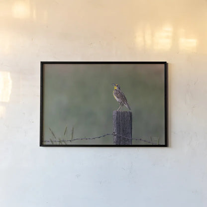 Western Meadowlark by Nathan Larson. shown as a paper print in a black flame. Available as a archival giclee rolled canvas, fine art paper, or poster print. SKU 92575i.