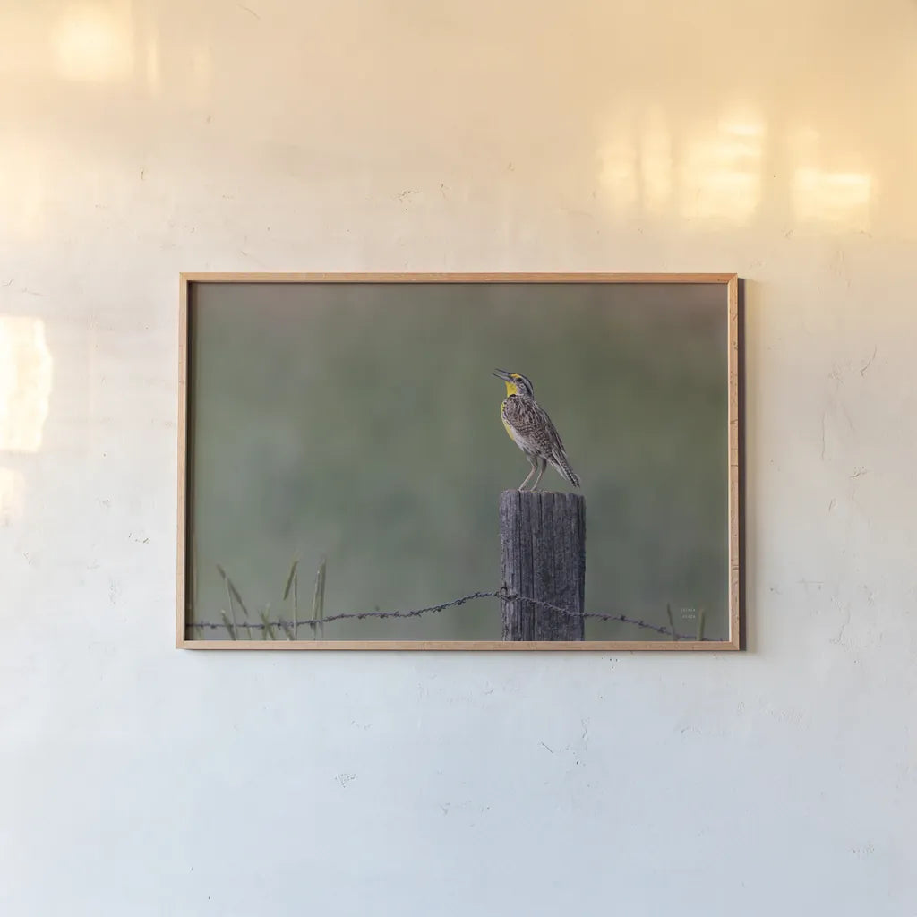 Western Meadowlark by Nathan Larson. shown as a paper print in a natural frame. Available as a archival giclee rolled canvas, fine art paper, or poster print. SKU 92575i.