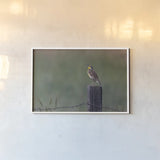 Western Meadowlark by Nathan Larson. shown as a paper print in a white frame. Available as a archival giclee rolled canvas, fine art paper, or poster print. SKU 92575i.