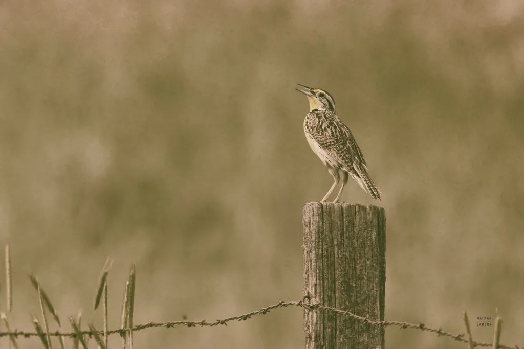 Western Meadowlark by Nathan Larson. SKU 92576i. Archival Giclee Fine art print for wall decor.