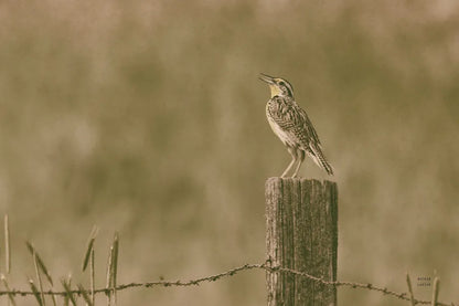 Western Meadowlark by Nathan Larson. SKU 92576i. Archival Giclee Fine art print for wall decor.