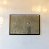 Western Meadowlark by Nathan Larson. shown as a paper print in a black flame. Available as a archival giclee rolled canvas, fine art paper, or poster print. SKU 92576i.