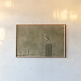Western Meadowlark by Nathan Larson. shown as a paper print in a natural frame. Available as a archival giclee rolled canvas, fine art paper, or poster print. SKU 92576i.
