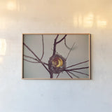 What is Golden by Nathan Larson. shown as a paper print in a natural frame. Available as a archival giclee rolled canvas, fine art paper, or poster print. SKU 72698i.
