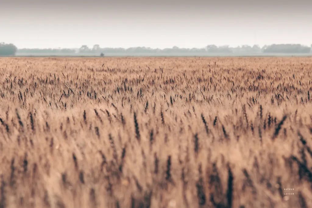 Wheat in Summer by Nathan Larson. SKU 101591i. Archival Giclee Fine art print for wall decor.