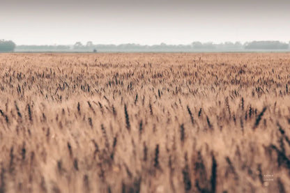 Wheat in Summer by Nathan Larson. SKU 101591i. Archival Giclee Fine art print for wall decor.