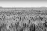 Wheat in Summer BW by Nathan Larson. SKU 101592i. Archival Giclee Fine art print for wall decor.