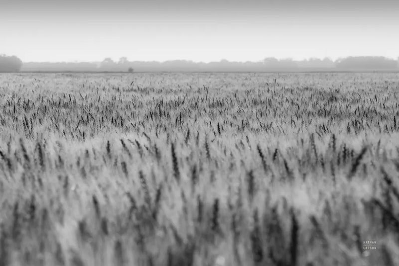 Wheat in Summer BW by Nathan Larson. SKU 101592i. Archival Giclee Fine art print for wall decor.