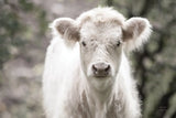 White Calf by Nathan Larson. SKU 82816i. Archival Giclee Fine art print for wall decor.