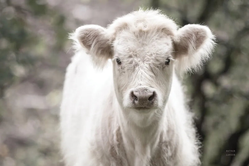 White Calf by Nathan Larson. SKU 82816i. Archival Giclee Fine art print for wall decor.