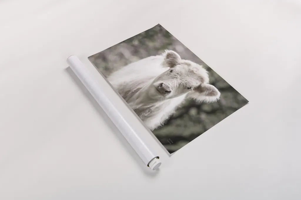 White Calf by Nathan Larson. shown as a rolled paper print. Available as archival giclee rolled canvas, fine art paper, or poster print. SKU 82816i.