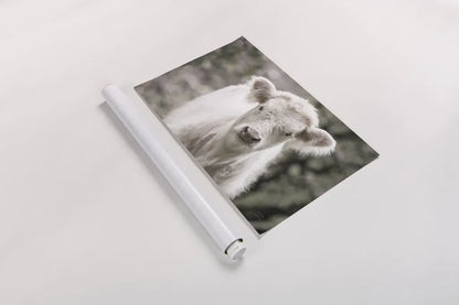 White Calf by Nathan Larson. shown as a rolled paper print. Available as archival giclee rolled canvas, fine art paper, or poster print. SKU 82816i.