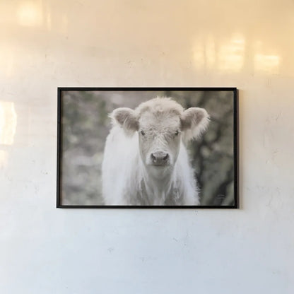 White Calf by Nathan Larson. shown as a paper print in a black flame. Available as a archival giclee rolled canvas, fine art paper, or poster print. SKU 82816i.