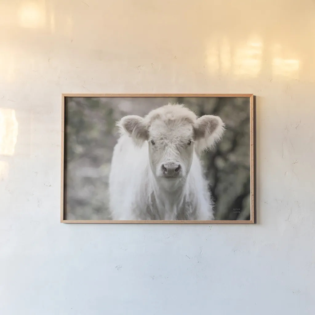 White Calf by Nathan Larson. shown as a paper print in a natural frame. Available as a archival giclee rolled canvas, fine art paper, or poster print. SKU 82816i.