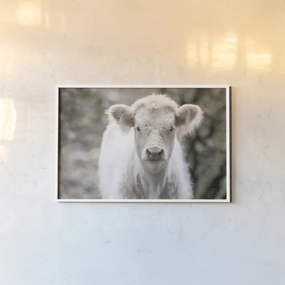 White Calf by Nathan Larson. shown as a paper print in a white frame. Available as a archival giclee rolled canvas, fine art paper, or poster print. SKU 82816i.