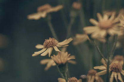 Wild Blooms I by Nathan Larson. SKU 85770i. Archival Giclee Fine art print for wall decor.