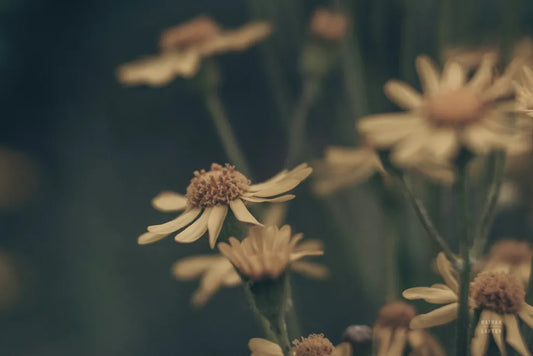 Wild Blooms I by Nathan Larson. SKU 85770i. Archival Giclee Fine art print for wall decor.