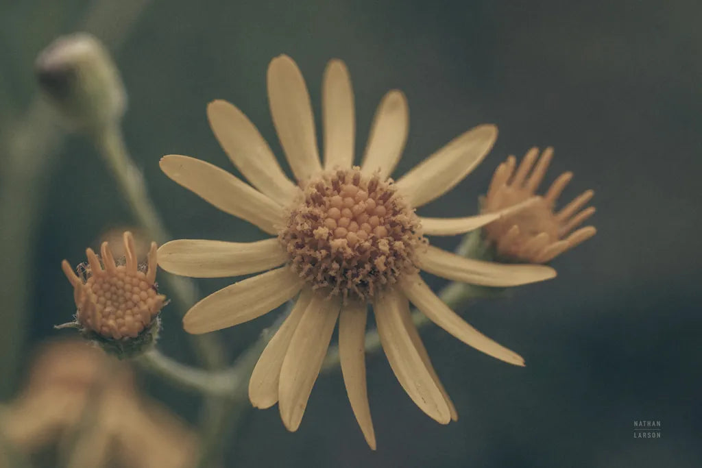 Wild Blooms II by Nathan Larson. SKU 85771i. Archival Giclee Fine art print for wall decor.