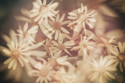 Wild Blooms III by Nathan Larson. SKU 85772i. Archival Giclee Fine art print for wall decor.