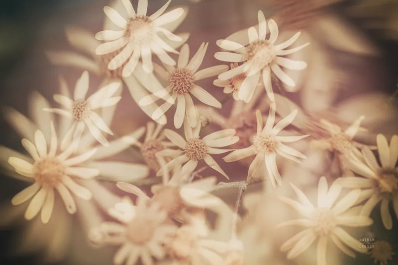 Wild Blooms III by Nathan Larson. SKU 85772i. Archival Giclee Fine art print for wall decor.