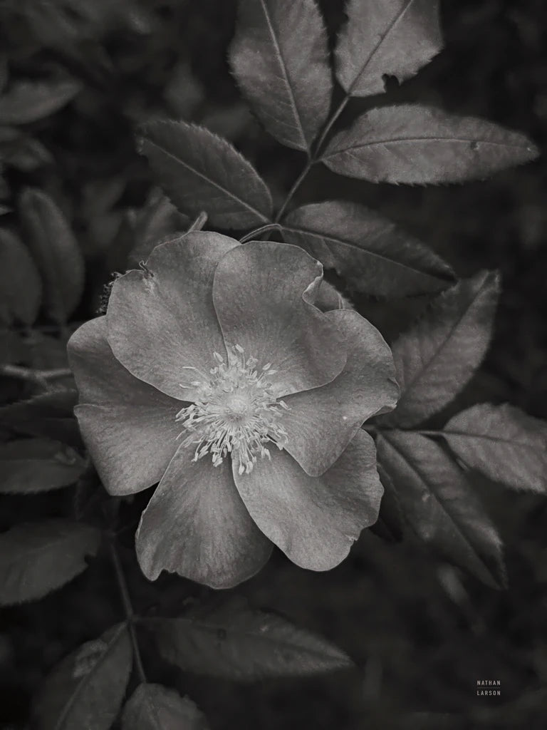 Wild Rose BW I by Nathan Larson