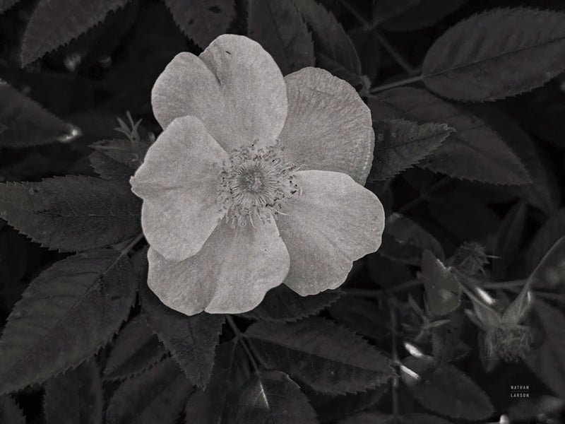 Wild Rose BW II by Nathan Larson