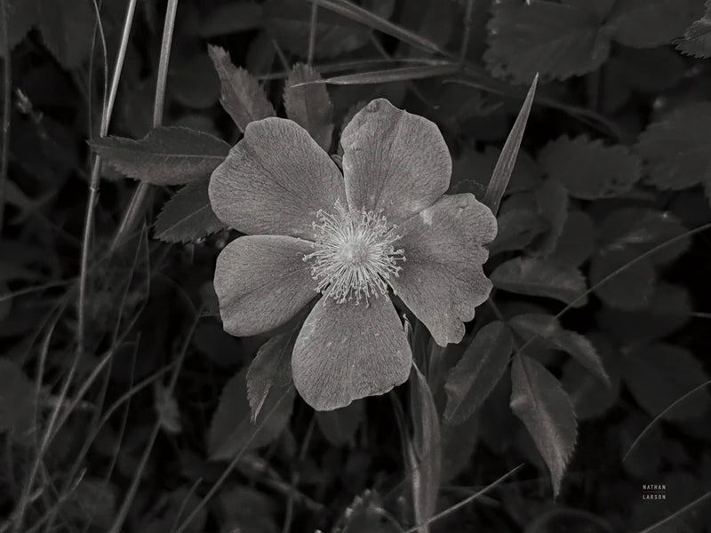 Wild Rose BW IV by Nathan Larson