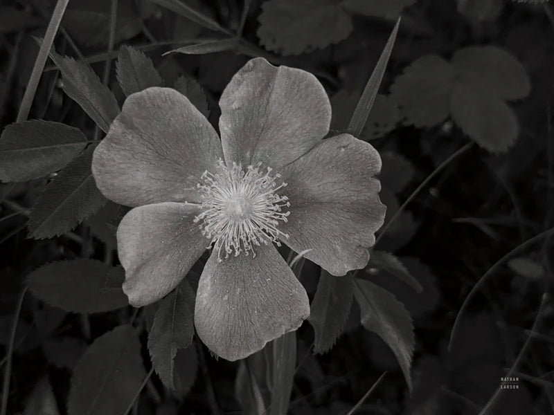 Wild Rose BW V by Nathan Larson