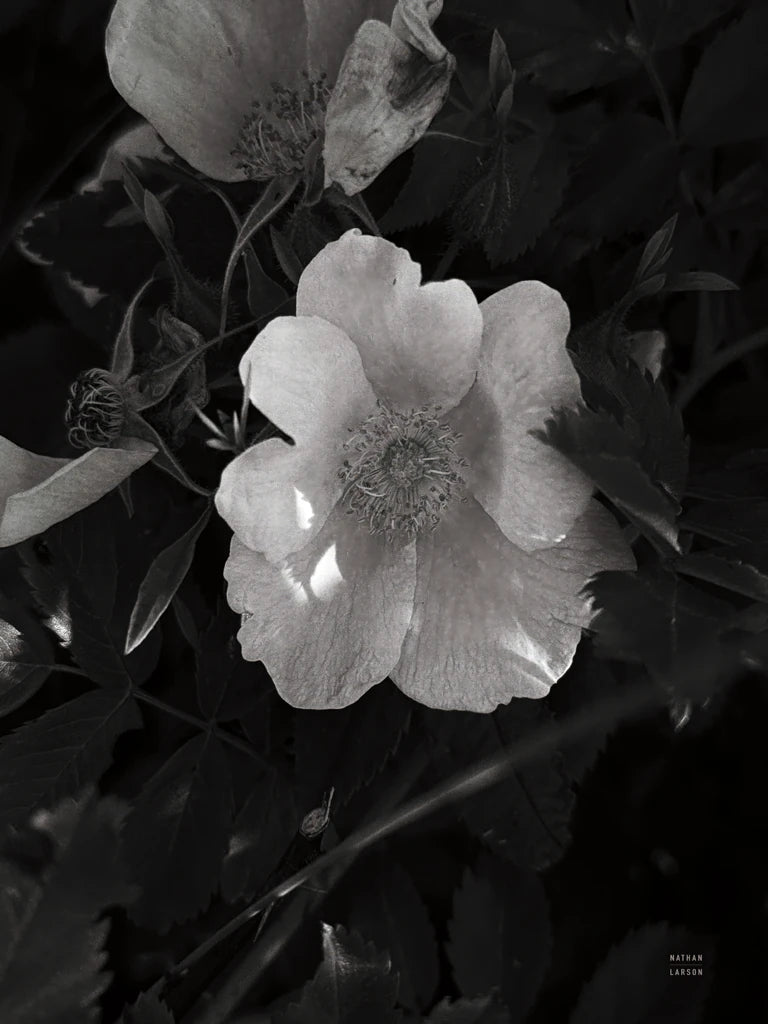 Wild Rose BW VI by Nathan Larson