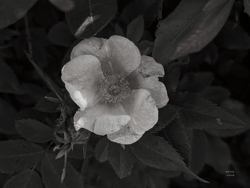 Wild Rose BW VII by Nathan Larson