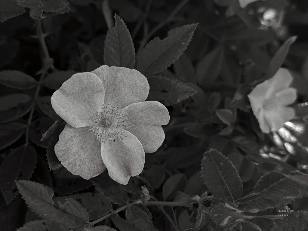 Wild Rose BW VIII by Nathan Larson
