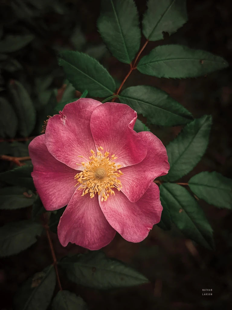 Wild Rose I by Nathan Larson