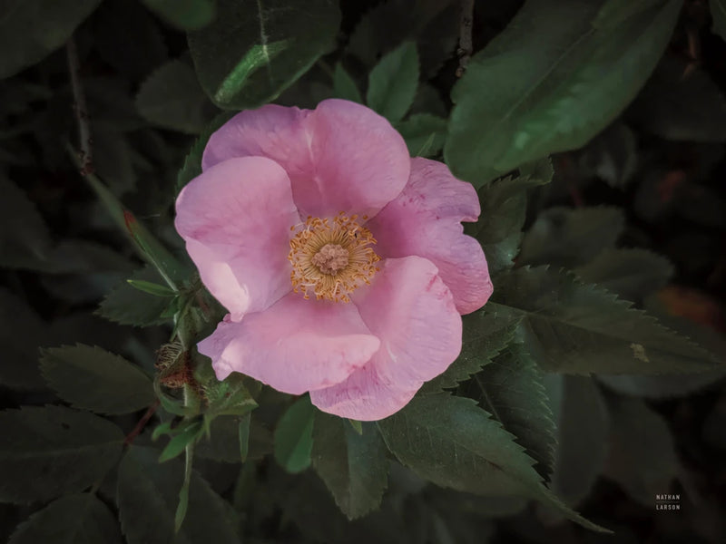 Wild Rose VII by Nathan Larson