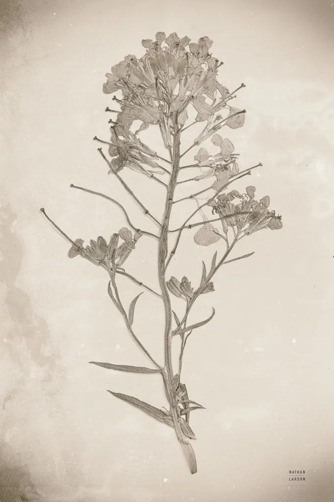Wildflower Journal Vintage I by Nathan Larson. SKU 97519h. Archival Giclee Fine art print for wall decor.
