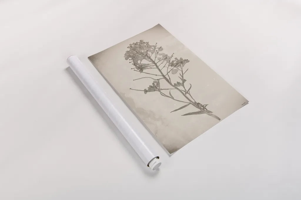 Wildflower Journal Vintage I by Nathan Larson. shown as a rolled paper print. Available as archival giclee rolled canvas, fine art paper, or poster print. SKU 97519h.
