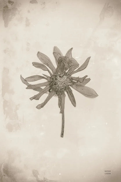 Wildflower Journal Vintage II by Nathan Larson. SKU 97520h. Archival Giclee Fine art print for wall decor.