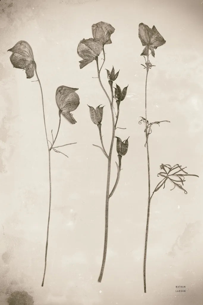 Wildflower Journal Vintage III by Nathan Larson. SKU 97521h. Archival Giclee Fine art print for wall decor.