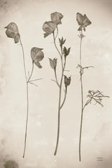 Wildflower Journal Vintage III by Nathan Larson. SKU 97521h. Archival Giclee Fine art print for wall decor.
