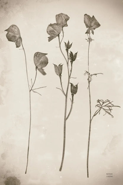 Wildflower Journal Vintage III by Nathan Larson. SKU 97521h. Archival Giclee Fine art print for wall decor.