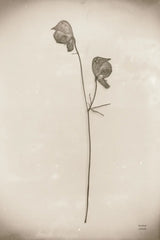 Wildflower Journal Vintage IV by Nathan Larson. SKU 97522h. Archival Giclee Fine art print for wall decor.