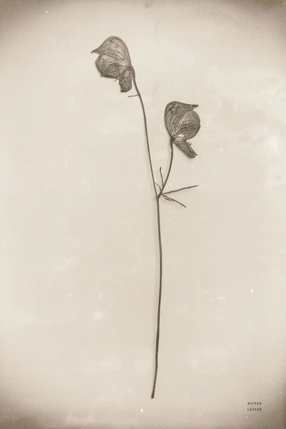 Wildflower Journal Vintage IV by Nathan Larson. SKU 97522h. Archival Giclee Fine art print for wall decor.